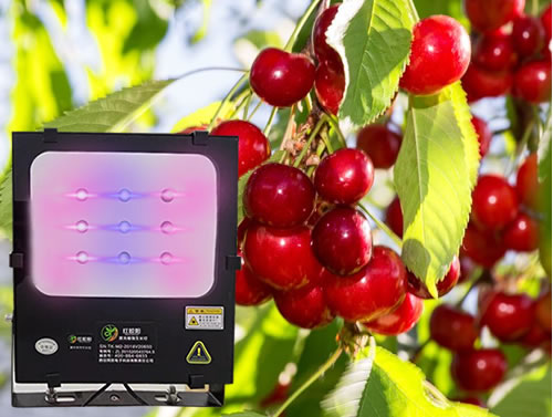 樱桃激光植物补光灯