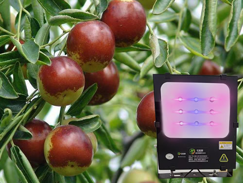 冬枣激光植物补光灯