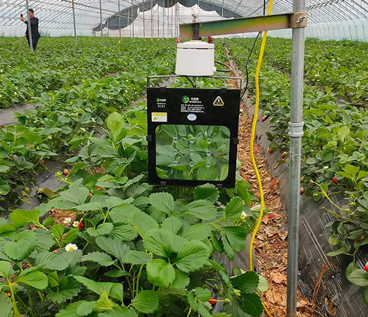 激光植物补光灯能增加产量么？增产多少呢？