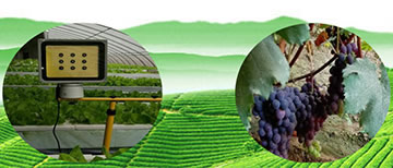 激光植物生长灯能提高果品品质吗？