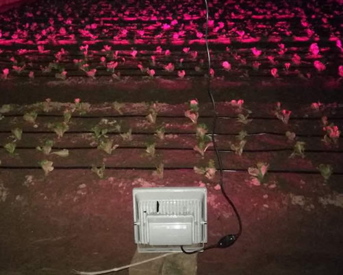 激光植物补光灯可以杀虫杀菌吗？