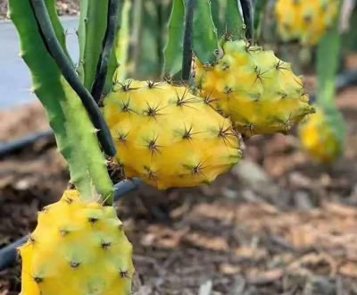 金色火龙果你见过吗？颜色不一样价格差十倍!