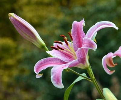 植物补光灯对于百合花补光有作用吗？