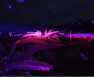 要想火龙果收入翻番，必定要使用植物补光灯