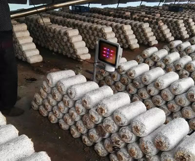 陕西渭南菌类使用激光植物补光灯现场