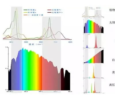 冬季蔬菜大棚光照不足，怎么办？
