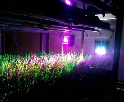 收入一亩顶十亩，激光光照如何让产量翻一番