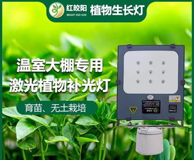 大雪纷飞低温寡照大棚管理不善问题多