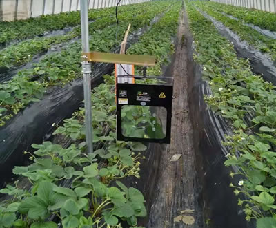 大棚草莓熟了，激光植物补光是关键