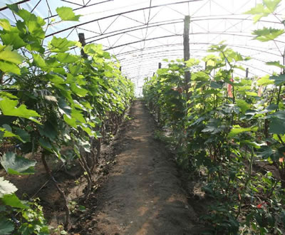 大棚葡萄专用补光灯介绍