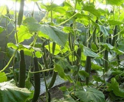 黄瓜补光灯的使用时间，你用对了吗？