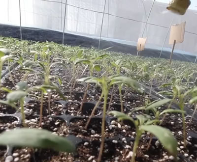 冬天育苗生长慢？增温、补光轻松解决