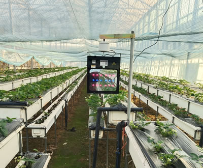 如何选择适合自己作物的植物补光灯？