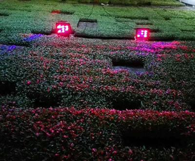 蔬菜大棚夜间开灯补光有什么作用呢？