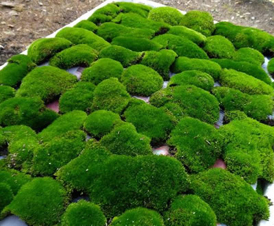 苔藓的生长同样需要使用植物补光灯