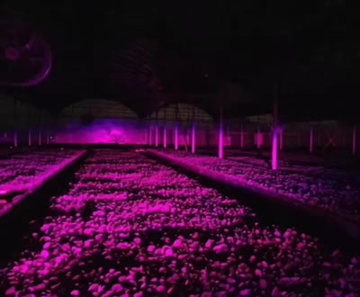 新型高效植物补光灯优势特点及应用