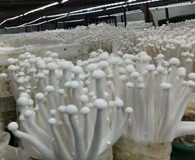 菌类植物种植要使用植物补光灯吗？