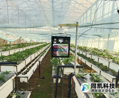 江苏省沛县草莓用户补光灯使用效果