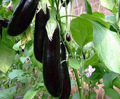 茄子使用植物补光灯的效果好吗？