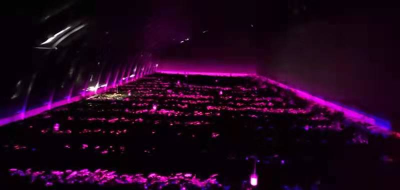 温室农作物为什么要进行补光？