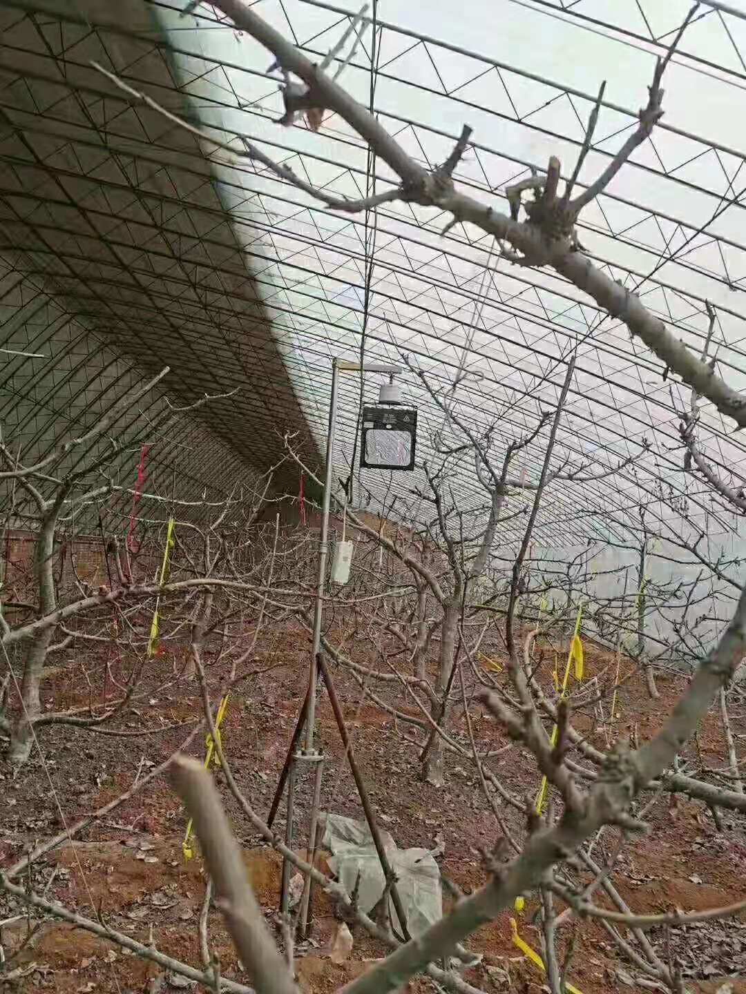 大棚补光灯应用