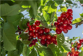 怎么能让樱桃提前上市卖个好价钱