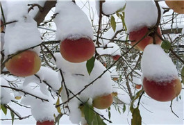 <b>晚熟冬桃，卖80你吃过吗？</b>