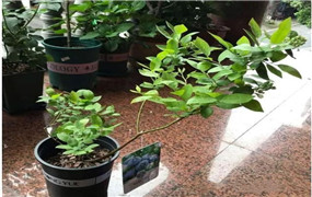 补光灯哪个牌子的好？12年老厂家告诉你怎么选择