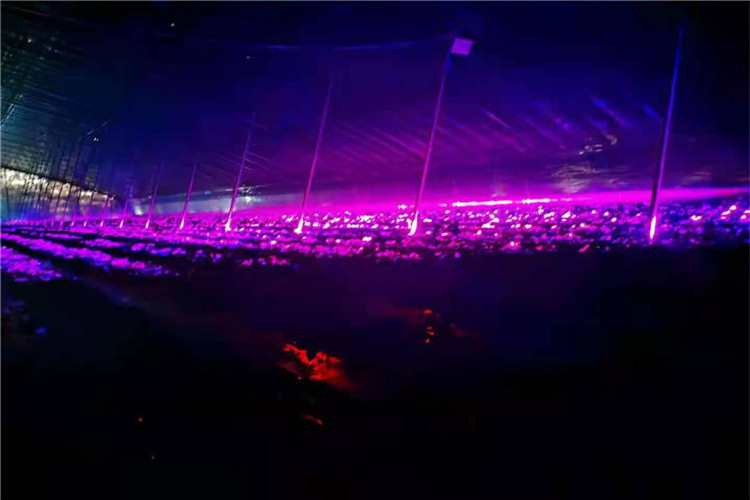 <b>冬天太阳光照不好？大棚蔬菜补光效果好不好？</b>