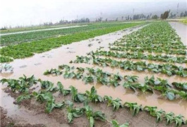 <b>蔬菜定植以后，什么原因迟迟不发棵？您有了解过吗</b>