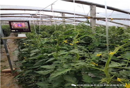 <b>春季大棚还需要用补光吗？</b>