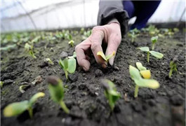 蔬菜大棚光照不够温度低试试这款补光灯