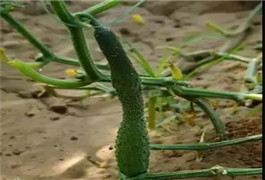 黄瓜补光的好处，黄瓜常见4种畸形瓜发生原因及预防