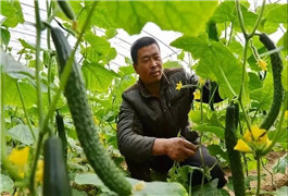 大棚蔬菜补光春季大棚蔬菜如何管理？温.肥.水.气.光.病