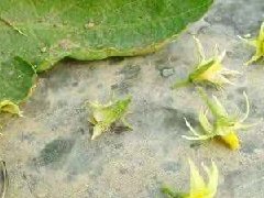 春冬季温室西红柿番茄需要人工补光吗？植物补光灯生长