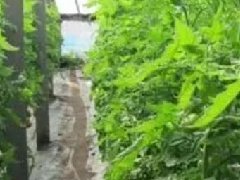 春季大棚湿度高怎么办？如何控制大棚除湿机大棚抽湿机