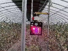 蓝莓补光灯激光补光灯生长灯12X120