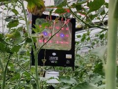 西红柿补光灯大棚西红柿补光灯生长灯激