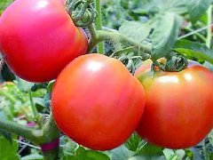 天气回暖，大棚蔬菜还是长不好，激光植物补光灯来帮忙