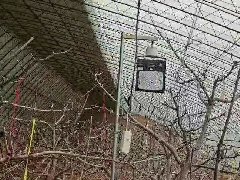 樱桃补光灯大棚樱桃补光灯生长灯