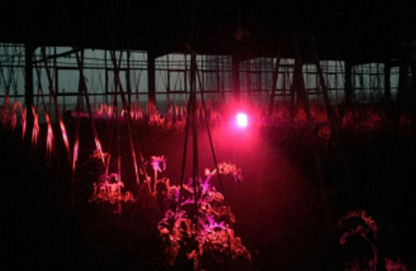 植物补光灯可不可以24小时持续光照呢？