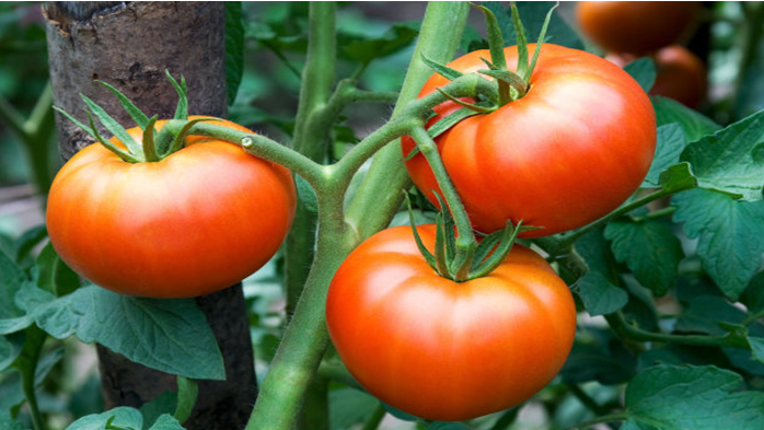 大棚西红柿的浇水技巧