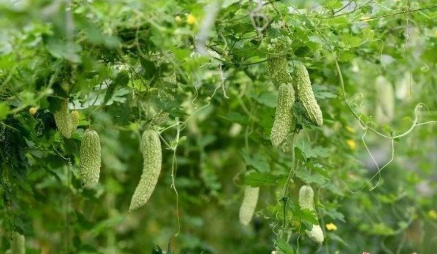 大棚种满当家菜，市民菜篮不用愁