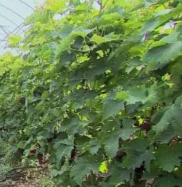 大棚葡萄成农民“摇钱树”