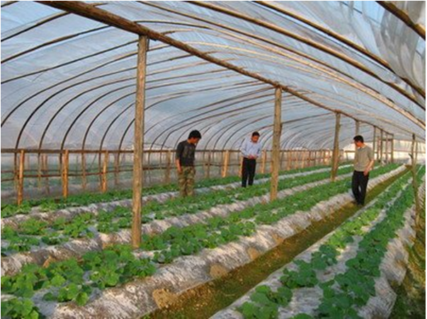 市场上有那些灯可以作为植物补光灯 植物生长灯分类