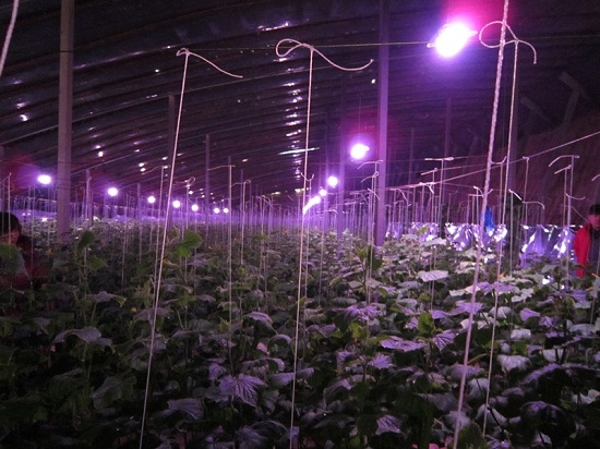 大棚种植甜瓜有必要使用植物补光灯吗？