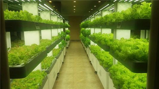 植物补光灯怎么选?