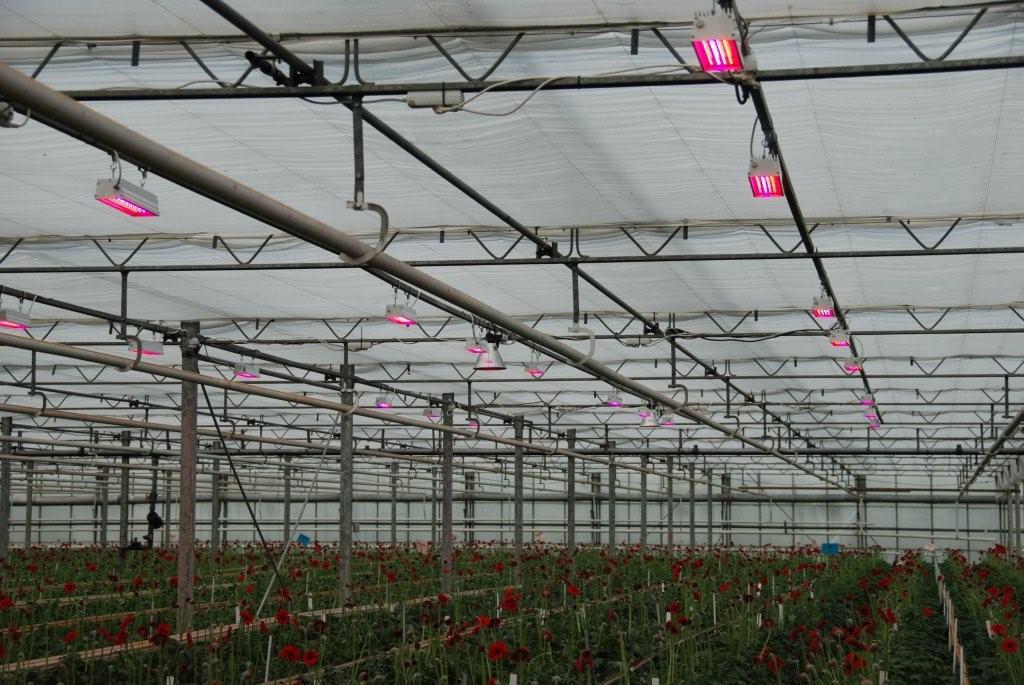 种植樱桃要使用植物补光灯吗？有效果吗？