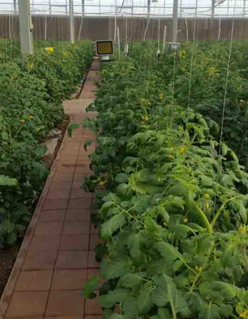 为什么植物补光灯能促进植物生长？