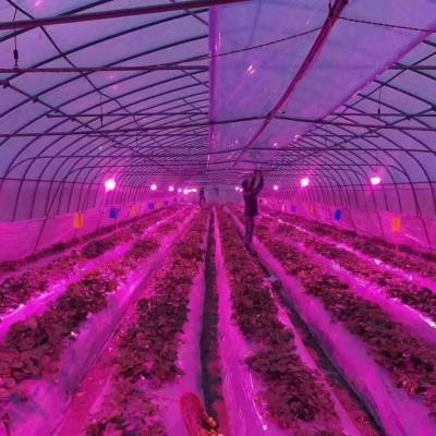 补光灯对植物的好处